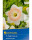 Narcis cibule, Narcissus British Gamble, Kiepenkerl, bílo - oranžový, 5 ks