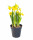 Narcis Tete-a-Tete, žlutý, rychlený, průměr květináče 12 cm