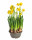 Narcis Tete-a-Tete, žlutý, rychlený, průměr květináče 16 cm