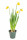 Narcis Tete-a-Tete, žlutý, rychlený, průměr květináče 9 cm