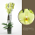 Orchidej Můrovec, Phalaenopsis Alassio, 2 výhony, žlutá