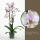 Orchidej Můrovec, Phalaenopsis Copenhagen, 2 výhony, bílo - růžová