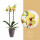 Orchidej Můrovec, Phalaenopsis Limelight, 2 výhony, žlutá