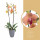 Orchidej Můrovec, Phalaenopsis Long Apollo, 2 výhony, oranžová