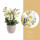 Orchidej Můrovec, Phalaenopsis multiflora Bellissimo, vícevýhonová, bílá