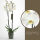Orchidej Můrovec, Phalaenopsis York, 2 výhony, bílá