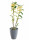 Orchidej Stromobytec, Dendrobium nobile, 2 výhony, žlutá