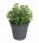 Oregano neboli Dobromysl, Origanum vulgare, v květináči
