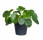 Pilea, Pilea peperomioides, průměr květináče 12 cm