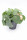 Pilea, Pilea peperomioides, průměr květináče 15 cm