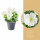 Potunie, bílá, průměr květináče 10 - 12 cm