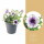 Potunie, bílá s fialovým žilkováním, průměr květináče 10 - 12 cm