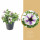 Potunie, bílá s fialovými pruhy, průměr květináče 10 - 12 cm