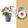 Potunie, bílá s růžovým žilkováním, průměr květináče 10 - 12 cm