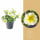 Potunie, bílá se žlutým žilkováním, průměr květináče 10 - 12 cm