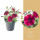 Potunie, fialovo - červená, průměr květináče 10 - 12 cm