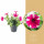 Potunie, růžová s bílými pruhy, průměr květináče 10 - 12 cm