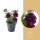 Potunie, těmně fialová, průměr květináče 10 - 12 cm