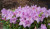 Rhododendron, Pěnišník Robert Seleger, růžový