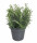 Rozmarýn lékařský, Rosmarinus officinalis, v květináči