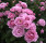 Růže mnohokvětá Kordes, Rosa Nautica, růžová, velikost kontejneru 2 l