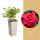 Růže velkokvětá Kordes, Rosa Grande Amore, červená, velikost kontejneru 2 l