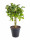 Šeflera, Schefflera arboricola Gold Capella, panašovaná, průměr květináče 17 cm