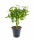 Šeflera, Schefflera arboricola Nora, průměr květináče 17 cm