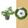 Surfinie převislá, bílá, průměr květináče 10 - 12 cm