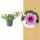 Surfinie převislá, bílo - fialová, průměr květináče 10 - 12 cm