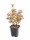 Tavola kalinolistá, Physocarpus opulifolius Little Angel, velikost kontejneru 1.4 l