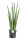 Tchýnin jazyk, Sansevieria cylindrica Rocket, průměr květináče 17 cm