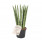 Tchýnin jazyk, Sansevieria cylindrica Straight, průměr květináče 11 cm