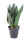 Tchýnin jazyk, Sansevieria trifasciata Black Diamond, průměr květináče 12 cm