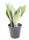 Tchýnin jazyk, Sansevieria trifasciata Moonshine, průměr květináče 12 cm