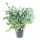 Tečkovka zlatá, Phlebodium aureum Blue Star, průměr květináče 17 cm