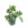 Tečkovka zlatá, Phlebodium aureum Davana, průměr květináče 12 cm