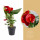 Toulitka, Anthurium Diamond Red, tmavě červená, průměr květináče 12 - 15 cm