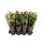 Toulitka, Anthurium Fiorino, světle fialová, průměr květináče 13 - 15 cm