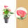 Toulitka, Anthurium Pink Fever, růžová, průměr květináče 13 - 15 cm