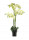 Umělá orchidej Bora, v květináči, 8 výhonů, bílá, výška 110 cm