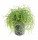 Věšák, Rhipsalis cassutha, průměr květináče 10 - 12 cm