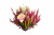 Vřes obecný Beauty Ladies High Five, Calluna vulgaris, průměr květináče 13 cm