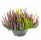 Vřes obecný High Five, Calluna vulgaris, miska, průměr květináče 23 cm