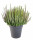 Vřes obecný High Five, Calluna vulgaris, průměr květináče 17 cm