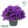 Zvonek, Campanula Ambella Intense Purple, tmavě fialový